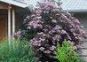 Kép 2/2 - Sambucus nigra Thundercloud / Bordó levelű bodza