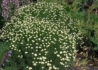 Kép 1/3 - Santolina etrusca / Fehér virágú cipruska