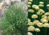 Kép 2/3 - Santolina etrusca / Fehér virágú cipruska
