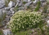 Kép 3/3 - Santolina etrusca / Fehér virágú cipruska