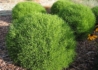 Kép 2/3 - Santolina rosmarinifolia / Zöld Cipruska