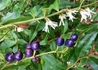 Kép 2/2 - Sarcococca hookeriana / Bogyóspuszpáng