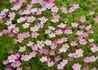 Kép 2/4 - Saxifraga arendsii Rose / Kőtörőfű rózsaszín