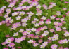 Kép 2/4 - Saxifraga arendsii Rose / Kőtörőfű rózsaszín