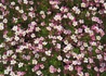 Kép 3/4 - Saxifraga arendsii Rose / Kőtörőfű rózsaszín