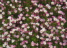 Kép 3/4 - Saxifraga arendsii Rose / Kőtörőfű rózsaszín