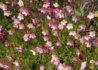 Kép 4/4 - Saxifraga arendsii Rose / Kőtörőfű rózsaszín