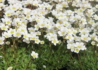 Kép 1/4 - Saxifraga arendsii White / Kőtörőfű fehér
