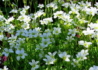 Kép 3/4 - Saxifraga arendsii White / Kőtörőfű fehér