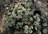 Kép 2/4 - Saxifraga arendsii White / Kőtörőfű fehér