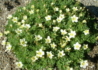 Kép 4/4 - Saxifraga arendsii White / Kőtörőfű fehér