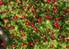 Kép 1/4 - Saxifraga arendsii Red / Kőtörőfű piros