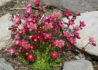 Kép 2/4 - Saxifraga arendsii Red / Kőtörőfű piros