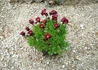 Kép 3/4 - Saxifraga arendsii Red / Kőtörőfű piros