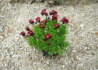 Kép 3/4 - Saxifraga arendsii Red / Kőtörőfű piros
