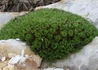Kép 4/4 - Saxifraga arendsii Red / Kőtörőfű piros