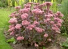 Kép 1/2 - Sedum matrona / Pompás varjúháj