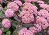 Kép 2/2 - Sedum matrona / Pompás varjúháj