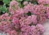 Kép 2/2 - Sedum sunsparkler Lime Zinger / Varjúháj