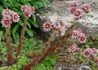 Kép 2/3 - Sempervivum Tectorum / Kövirózsa