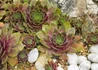 Kép 1/3 - Sempervivum Tectorum / Kövirózsa