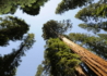Kép 1/5 - Sequoiadendron giganteum / Óriás mamutfenyő