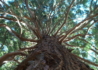 Kép 3/5 - Sequoiadendron giganteum / Óriás mamutfenyő
