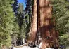 Kép 4/5 - Sequoiadendron giganteum / Óriás mamutfenyő