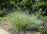 Kép 1/2 - Sesleria nitida / Olasz nyúlfarkfűl