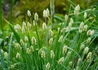 Kép 2/2 - Sesleria nitida / Olasz nyúlfarkfűl