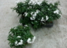 Kép 2/4 - Solanum jasminoides / Csüngő jázmin