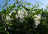 Kép 4/4 - Solanum jasminoides / Csüngő jázmin