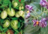Kép 1/4 - Solanum muricatum Pepino Gold / Balkondinnye