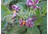 Kép 2/4 - Solanum muricatum Pepino Gold / Balkondinnye