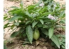 Kép 3/4 - Solanum muricatum Pepino Gold / Balkondinnye