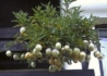 Kép 4/4 - Solanum muricatum Pepino Gold / Balkondinnye