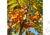 Kép 1/4 - Sorbus arnoldiana golden wonder / Sárga Madárberkenye
