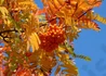 Kép 3/4 - Sorbus arnoldiana golden wonder / Sárga Madárberkenye