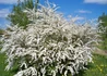 Kép 2/2 - Spiraea nipponica Darts White Pearl / Törpe Nipponi gyöngyvessző