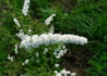 Kép 2/4 - Spiraea cinerea Grefsheim / Hamvas gyöngyvessző