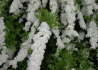 Kép 4/4 - Spiraea cinerea Grefsheim / Hamvas gyöngyvessző