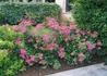 Kép 2/3 - Spiraea japonica Dart s Red / Rózsaszín japán gyöngyvessző