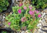 Kép 3/3 - Spiraea japonica Dart s Red / Rózsaszín japán gyöngyvessző