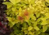 Kép 3/5 - Spiraea japonica Golden Princess / Sárga törpe gyöngyvessző