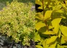 Kép 2/2 - Spiraea japonica Goldmound / Aranylombú japán gyöngyvessző