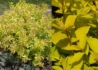 Kép 2/2 - Spiraea japonica Goldmound / Aranylombú japán gyöngyvessző