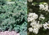 Kép 1/2 - Spiraea nipponica Halward s Silver / Ezüst nipponi gyöngyvessző