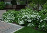 Kép 2/2 - Spiraea nipponica Halward s Silver / Ezüst nipponi gyöngyvessző