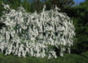 Kép 1/4 - Spiraea vanhouttei / Kerti gyöngyvessző
