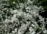 Kép 4/4 - Spiraea vanhouttei / Kerti gyöngyvessző